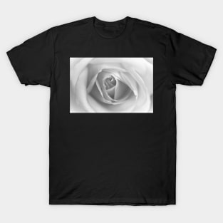 The snow melts, a rose unfolds... T-Shirt